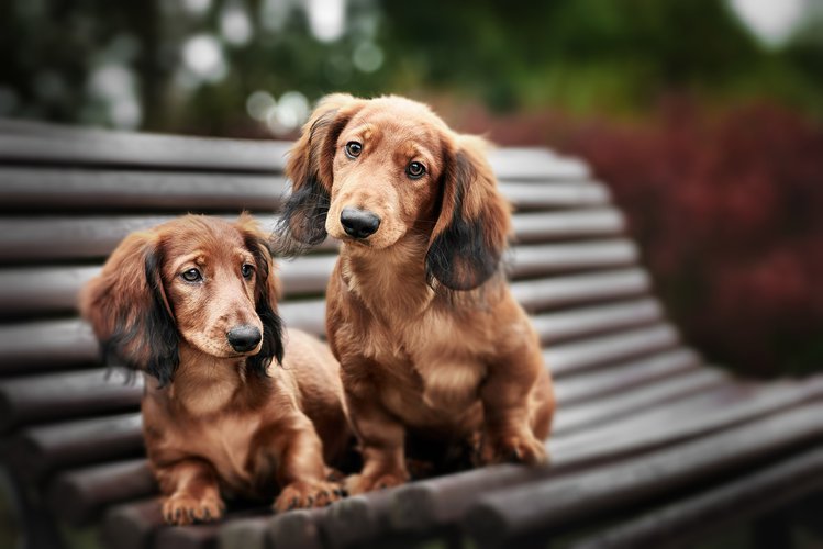 pets at KRC Chester Place Townhomes in North Charleston, SC